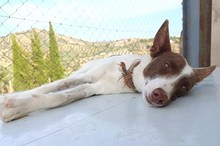 XISCO, Hund, Podenco-Mix in Spanien - Bild 17
