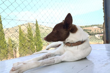 XISCO, Hund, Podenco-Mix in Spanien - Bild 18