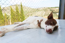 XISCO, Hund, Podenco-Mix in Spanien - Bild 19