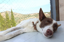 XISCO, Hund, Podenco-Mix in Spanien - Bild 2