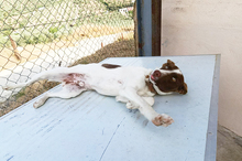 XISCO, Hund, Podenco-Mix in Spanien - Bild 20