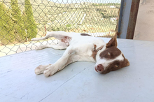 XISCO, Hund, Podenco-Mix in Spanien - Bild 21