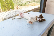 XISCO, Hund, Podenco-Mix in Spanien - Bild 22