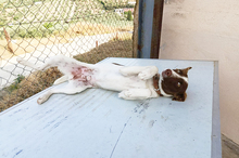 XISCO, Hund, Podenco-Mix in Spanien - Bild 23