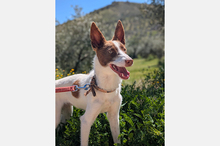 XISCO, Hund, Podenco-Mix in Spanien - Bild 3