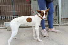XISCO, Hund, Podenco-Mix in Spanien - Bild 4