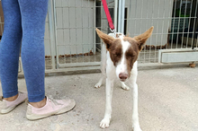 XISCO, Hund, Podenco-Mix in Spanien - Bild 5