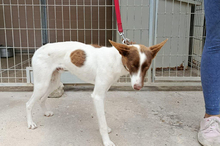 XISCO, Hund, Podenco-Mix in Spanien - Bild 6