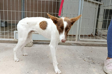 XISCO, Hund, Podenco-Mix in Spanien - Bild 7