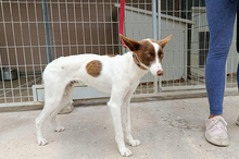 XISCO, Hund, Podenco-Mix in Spanien - Bild 8