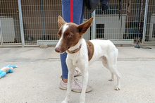 XISCO, Hund, Podenco-Mix in Spanien - Bild 9