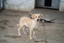 MICKEY, Hund, Mischlingshund in Bulgarien - Bild 1
