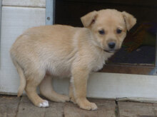 MICKEY, Hund, Mischlingshund in Bulgarien - Bild 10