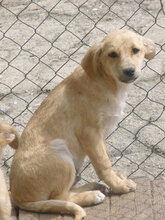 MICKEY, Hund, Mischlingshund in Bulgarien - Bild 4