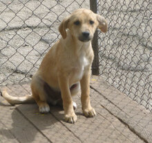MICKEY, Hund, Mischlingshund in Bulgarien - Bild 5