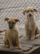 MICKEY, Hund, Mischlingshund in Bulgarien - Bild 6