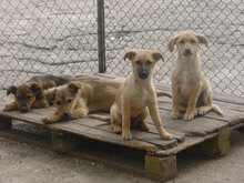 MICKEY, Hund, Mischlingshund in Bulgarien - Bild 7