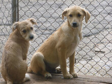 MICKEY, Hund, Mischlingshund in Bulgarien - Bild 8