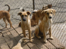 MICKEY, Hund, Mischlingshund in Bulgarien - Bild 9