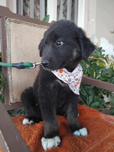 ANIKA, Hund, Mischlingshund in Griechenland - Bild 3
