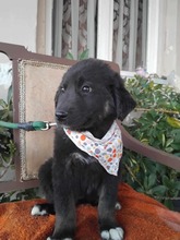 ANIKA, Hund, Mischlingshund in Griechenland - Bild 7