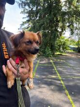 BUIA, Hund, Mischlingshund in Gießen - Bild 1