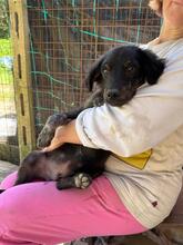 RUPERT, Hund, Mischlingshund in Italien - Bild 2