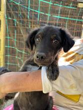 RUPERT, Hund, Mischlingshund in Italien - Bild 3