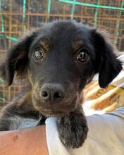RUPERT, Hund, Mischlingshund in Italien - Bild 4