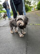 JAMES, Hund, Mischlingshund in Gießen - Bild 1