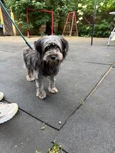 JAMES, Hund, Mischlingshund in Gießen - Bild 4