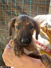 RESI, Hund, Mischlingshund in Italien - Bild 2