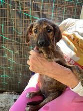 RESI, Hund, Mischlingshund in Italien - Bild 3