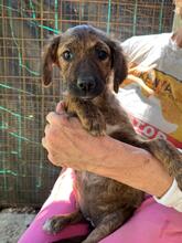 RESI, Hund, Mischlingshund in Italien - Bild 4