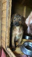 RESI, Hund, Mischlingshund in Italien - Bild 5