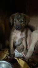 RESI, Hund, Mischlingshund in Italien - Bild 6