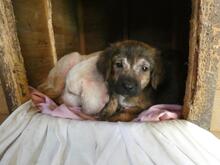 RESI, Hund, Mischlingshund in Italien - Bild 7