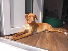 BELLA, Hund, Mischlingshund in Gießen - Bild 1
