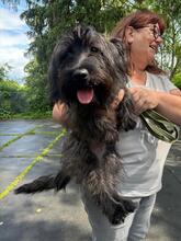 CANDY, Hund, Mischlingshund in Gießen - Bild 1