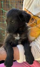 RANI, Hund, Mischlingshund in Italien - Bild 1