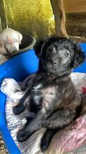 RANI, Hund, Mischlingshund in Italien - Bild 10