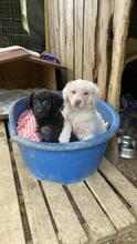 RANI, Hund, Mischlingshund in Italien - Bild 11