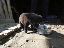 RANI, Hund, Mischlingshund in Italien - Bild 12