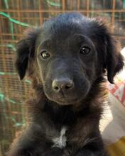 RANI, Hund, Mischlingshund in Italien - Bild 2