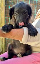 RANI, Hund, Mischlingshund in Italien - Bild 3
