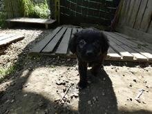 RANI, Hund, Mischlingshund in Italien - Bild 4