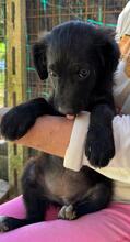 RANI, Hund, Mischlingshund in Italien - Bild 5
