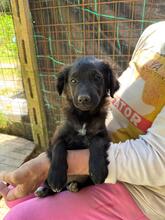 RANI, Hund, Mischlingshund in Italien - Bild 6
