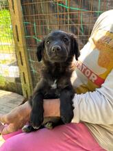 RANI, Hund, Mischlingshund in Italien - Bild 7