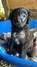 RANI, Hund, Mischlingshund in Italien - Bild 9